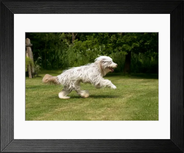 Framed Print : Picture No. 10922561 Framed Print : Picture No. 10922561
