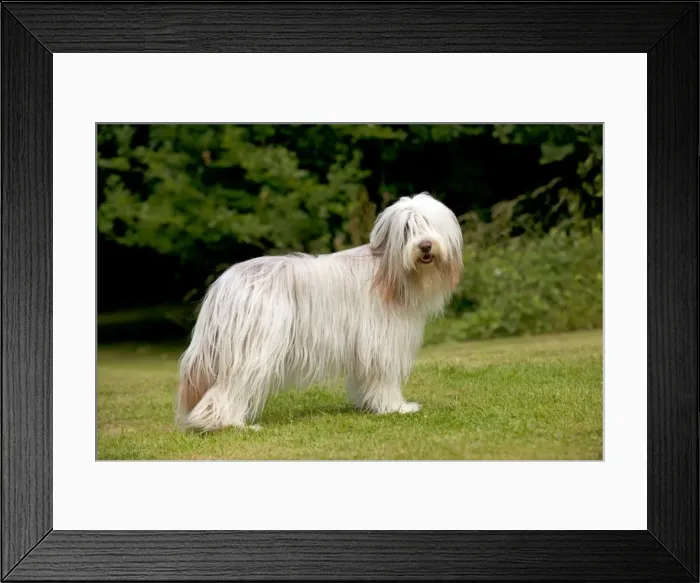 Framed Print : Picture No. 10922551 Framed Print : Picture No. 10922551
