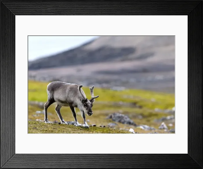 Framed Print : Picture No. 10901841 Framed Print : Picture No. 10901841