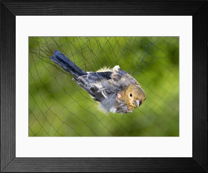 Framed Print : Picture No. 10922567 Framed Print : Picture No. 10922567