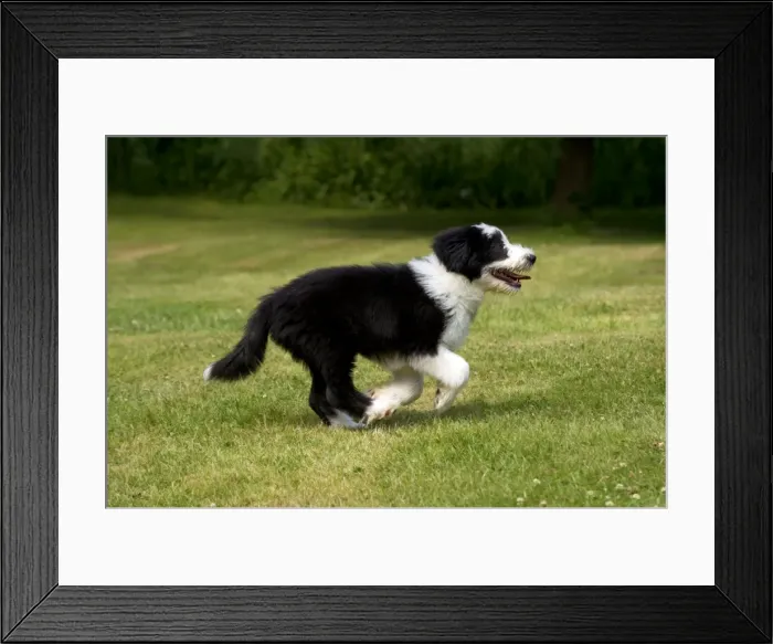 Framed Print : Picture No. 10922562 Framed Print : Picture No. 10922562