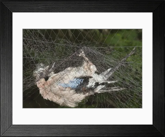 Framed Print : Picture No. 10922568 Framed Print : Picture No. 10922568