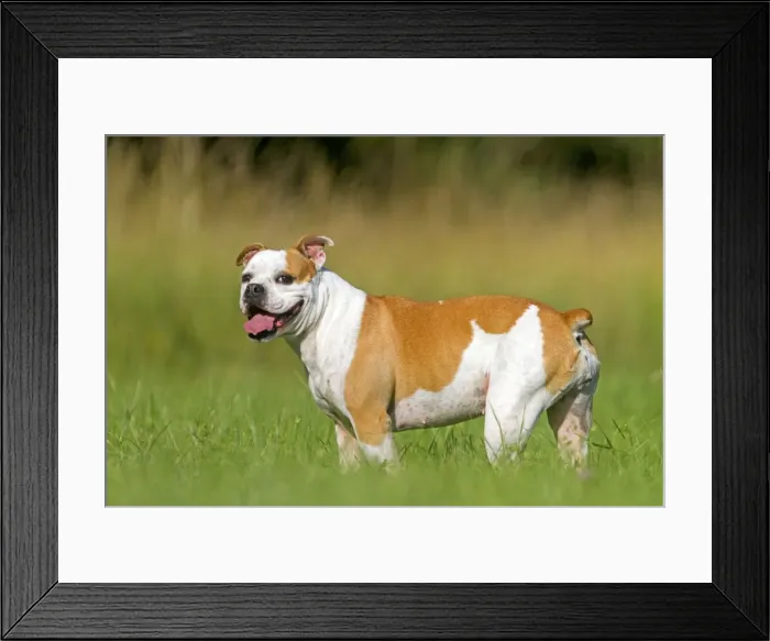 Framed Print : Picture No. 10922564 Framed Print : Picture No. 10922564