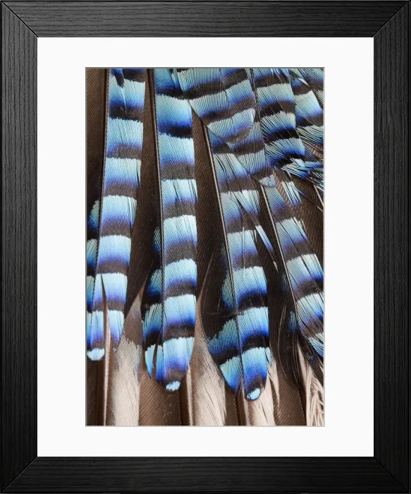 Framed Print : Picture No. 10922569 Framed Print : Picture No. 10922569