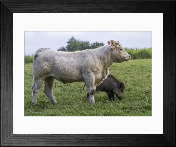 Framed Print : Picture No. 10922572 Framed Print : Picture No. 10922572