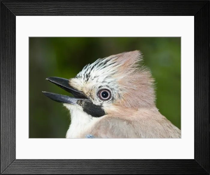 Framed Print : Picture No. 10922571 Framed Print : Picture No. 10922571