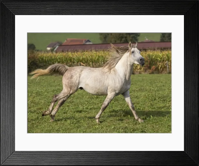 Framed Print : Picture No. 10922576 Framed Print : Picture No. 10922576