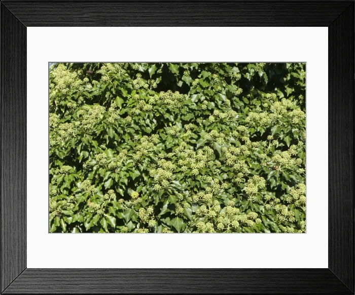 Framed Print : Picture No. 10922563 Framed Print : Picture No. 10922563