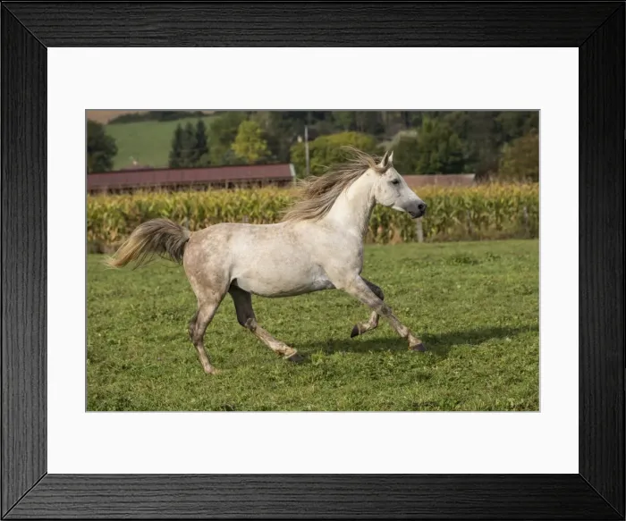 Framed Print : Picture No. 10922577 Framed Print : Picture No. 10922577
