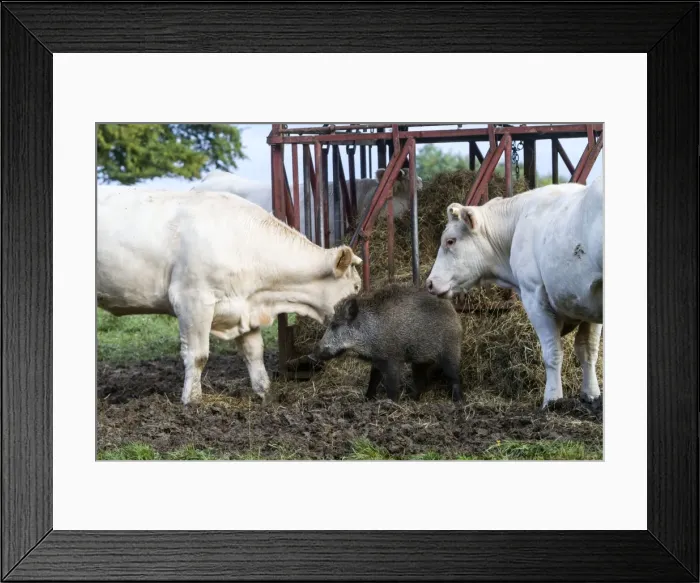 Framed Print : Picture No. 10922573 Framed Print : Picture No. 10922573