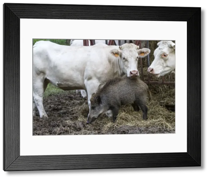 Framed Print : Picture No. 10922574 Framed Print : Picture No. 10922574