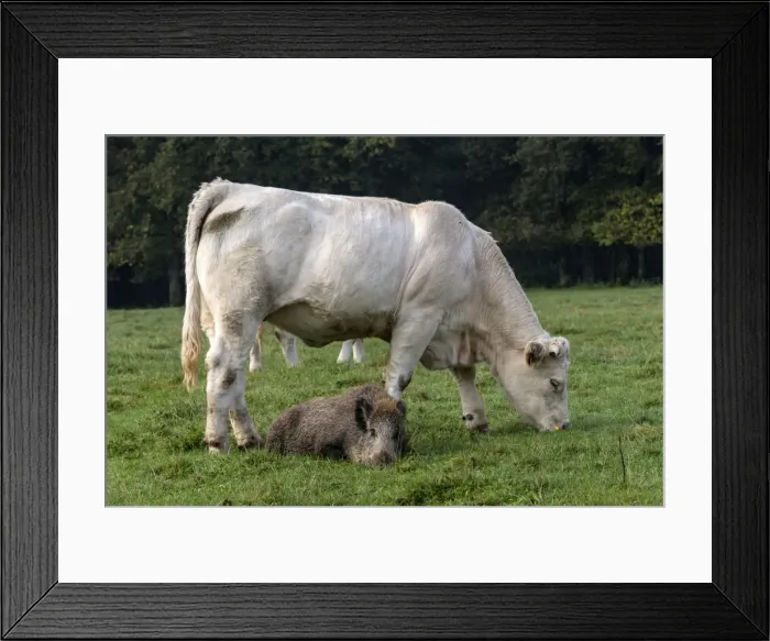 Framed Print : Picture No. 10922581 Framed Print : Picture No. 10922581
