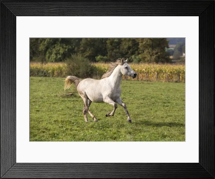 Framed Print : Picture No. 10922578 Framed Print : Picture No. 10922578