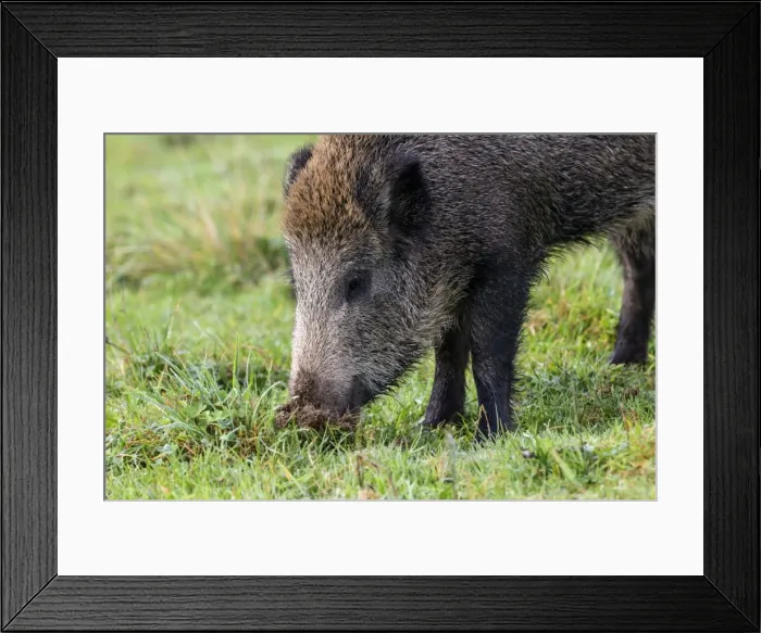 Framed Print : Picture No. 10922583 Framed Print : Picture No. 10922583