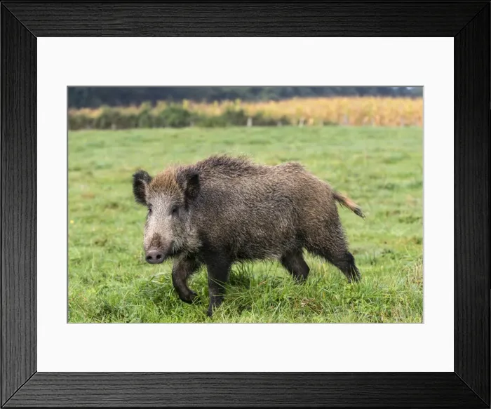 Framed Print : Picture No. 10922585 Framed Print : Picture No. 10922585
