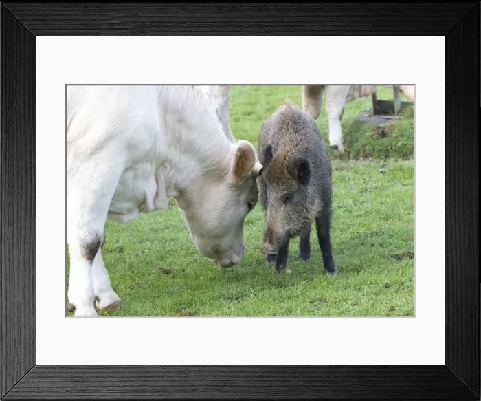 Framed Print : Picture No. 10922579 Framed Print : Picture No. 10922579