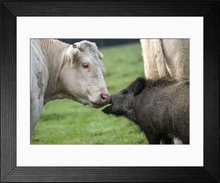 Framed Print : Picture No. 10922580 Framed Print : Picture No. 10922580