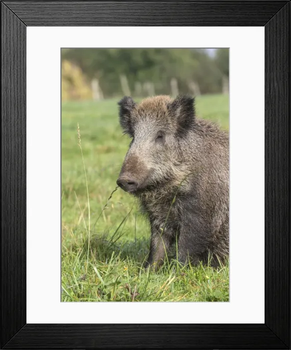 Framed Print : Picture No. 10922587 Framed Print : Picture No. 10922587
