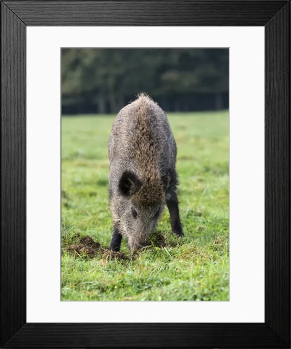 Framed Print : Picture No. 10922584 Framed Print : Picture No. 10922584