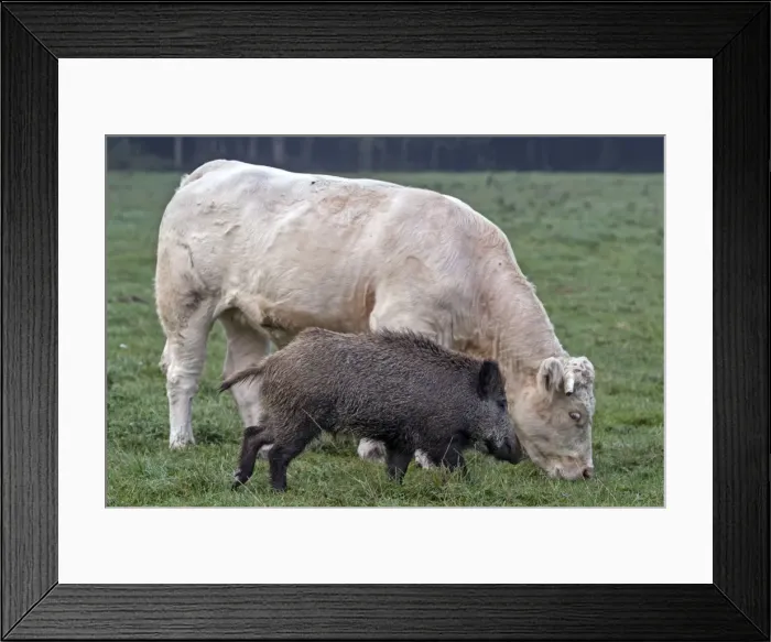 Framed Print : Picture No. 10922589