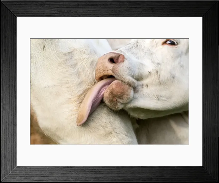 Framed Print : Picture No. 10922590 Framed Print : Picture No. 10922590