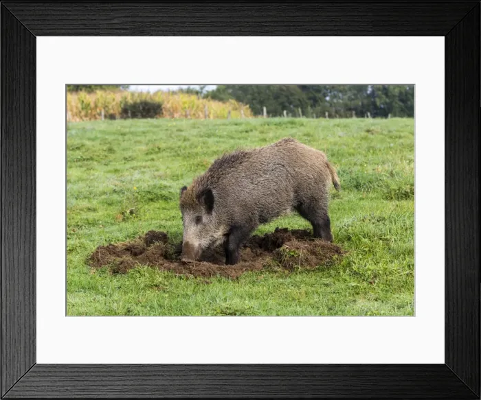 Framed Print : Picture No. 10922586 Framed Print : Picture No. 10922586