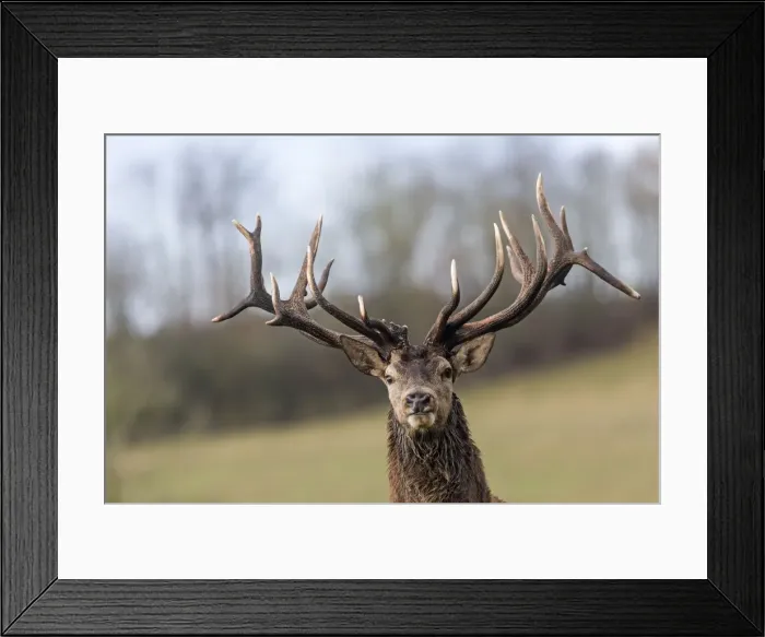 Framed Print : Picture No. 10922596 Framed Print : Picture No. 10922596