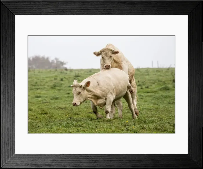 Framed Print : Picture No. 10922594 Framed Print : Picture No. 10922594