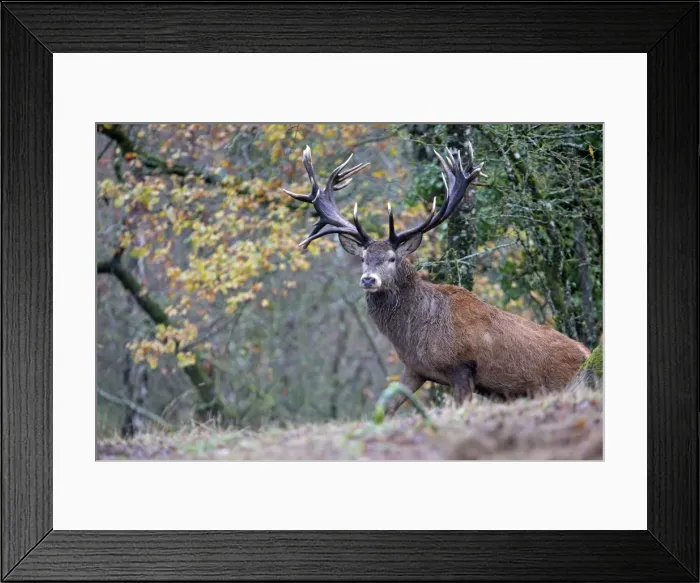 Framed Print : Picture No. 10922600