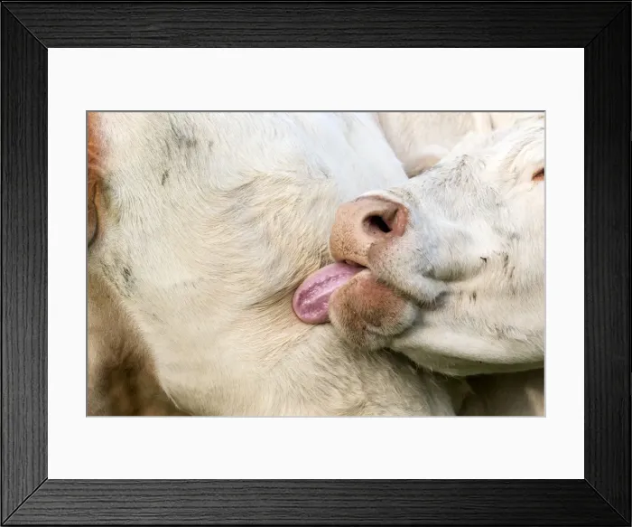 Framed Print : Picture No. 10922591 Framed Print : Picture No. 10922591