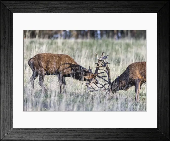 Framed Print : Picture No. 10922598 Framed Print : Picture No. 10922598
