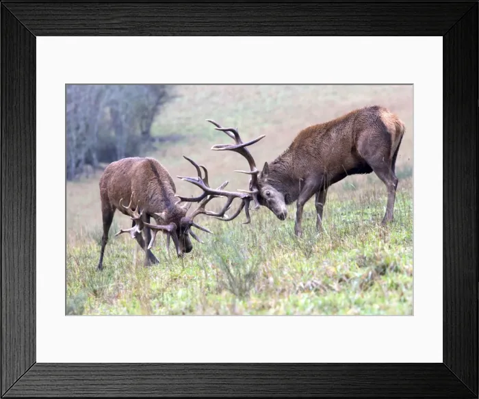 Framed Print : Picture No. 10922601 Framed Print : Picture No. 10922601