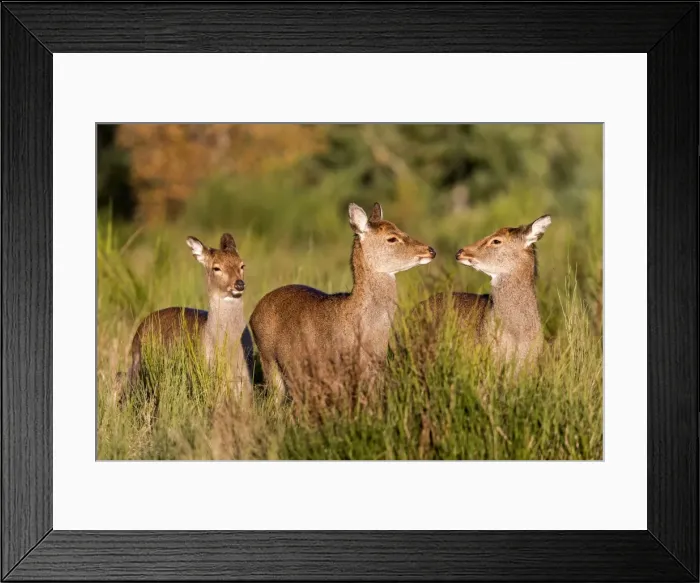 Framed Print : Picture No. 10922602 Framed Print : Picture No. 10922602