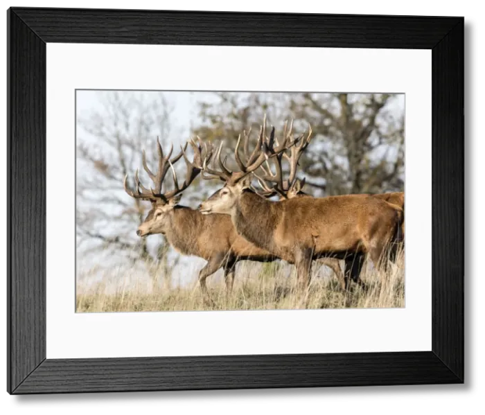 Framed Print : Picture No. 10922599 Framed Print : Picture No. 10922599