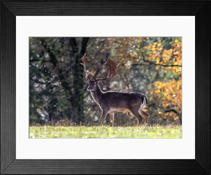 Framed Print : Picture No. 10922605 Framed Print : Picture No. 10922605