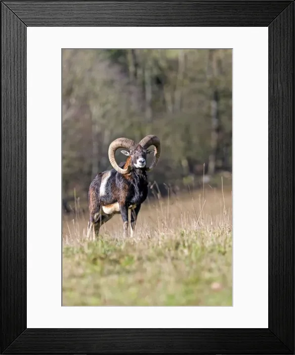 Framed Print : Picture No. 10922607 Framed Print : Picture No. 10922607
