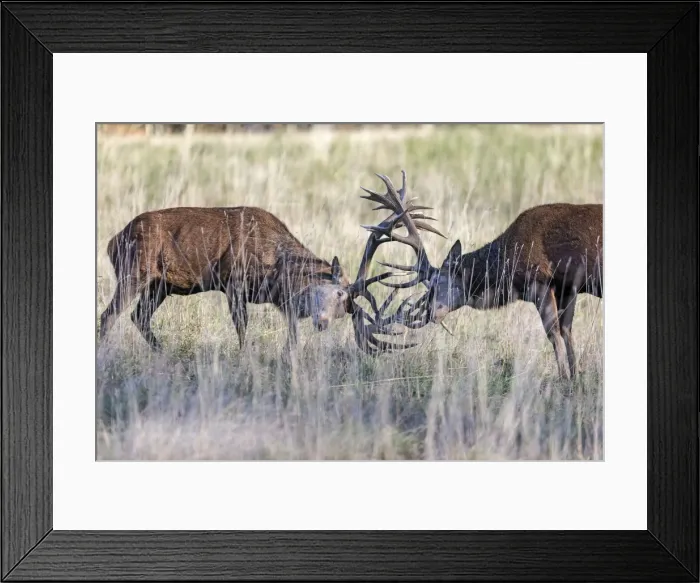 Framed Print : Picture No. 10922597 Framed Print : Picture No. 10922597
