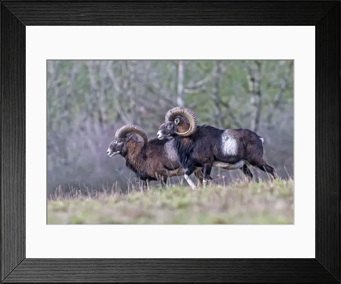 Framed Print : Picture No. 10922606 Framed Print : Picture No. 10922606