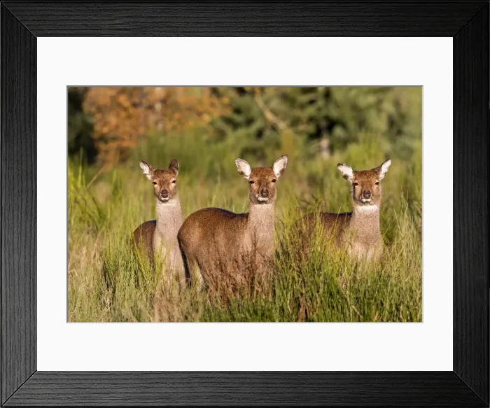Framed Print : Picture No. 10922603 Framed Print : Picture No. 10922603