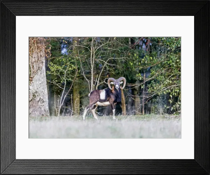 Framed Print : Picture No. 10922608 Framed Print : Picture No. 10922608