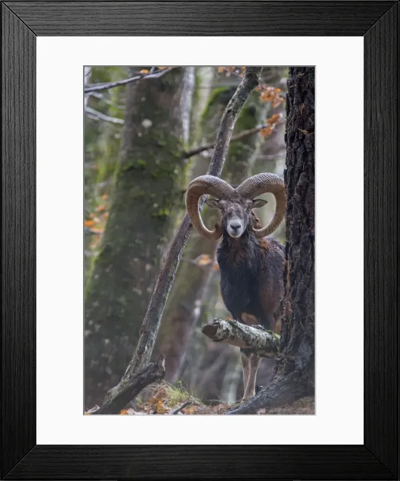 Framed Print : Picture No. 10922609 Framed Print : Picture No. 10922609