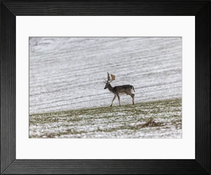 Framed Print : Picture No. 10922604 Framed Print : Picture No. 10922604