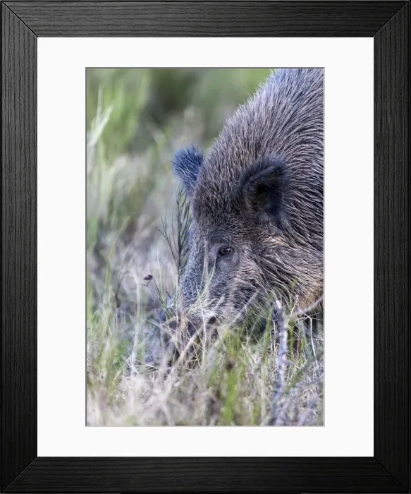 Framed Print : Picture No. 10922613 Framed Print : Picture No. 10922613