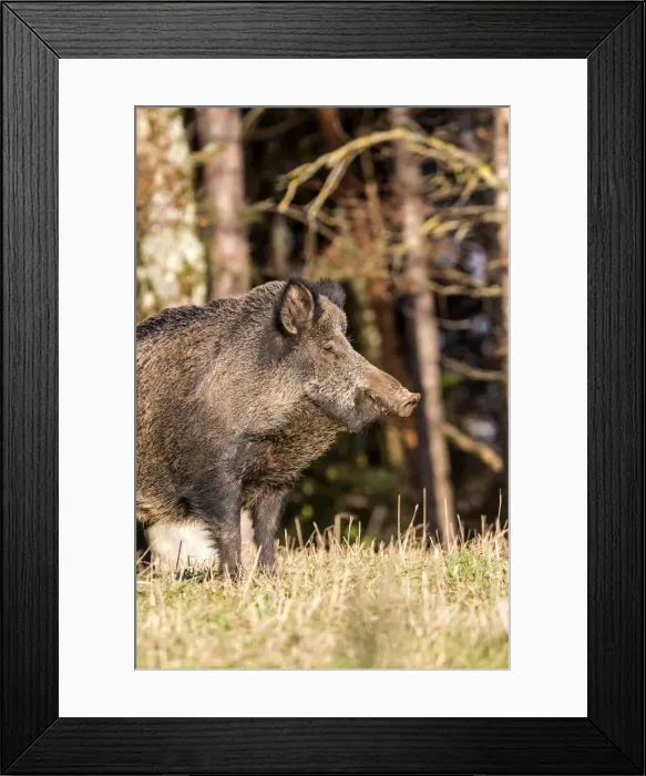 Framed Print : Picture No. 10922616 Framed Print : Picture No. 10922616