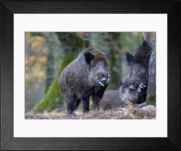 Framed Print : Picture No. 10922619 Framed Print : Picture No. 10922619