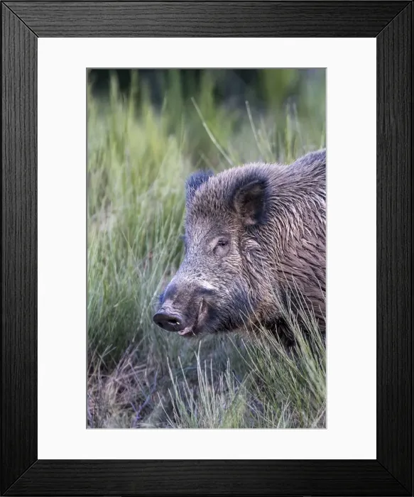 Framed Print : Picture No. 10922614 Framed Print : Picture No. 10922614