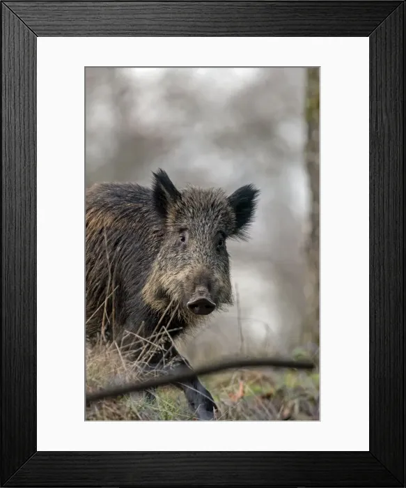 Framed Print : Picture No. 10922615 Framed Print : Picture No. 10922615