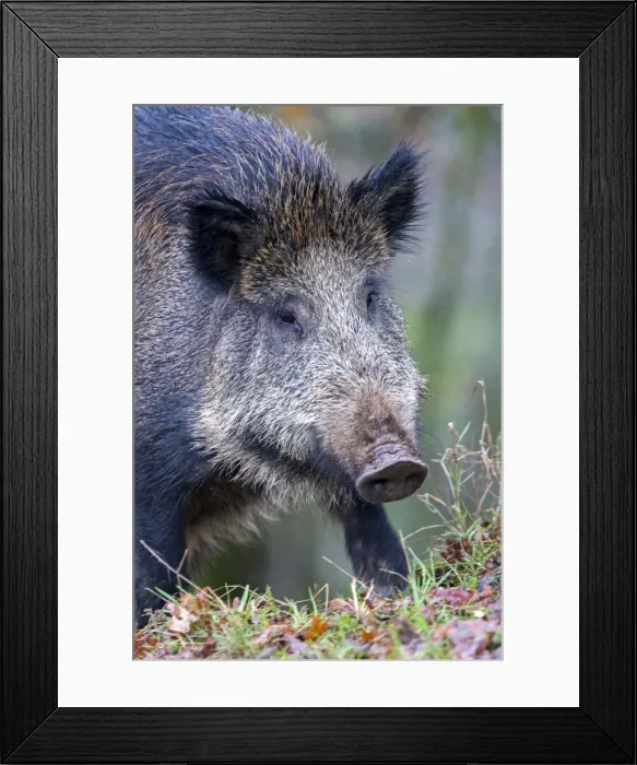 Framed Print : Picture No. 10922620 Framed Print : Picture No. 10922620
