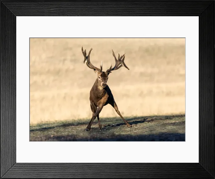Framed Print : Picture No. 10922622 Framed Print : Picture No. 10922622