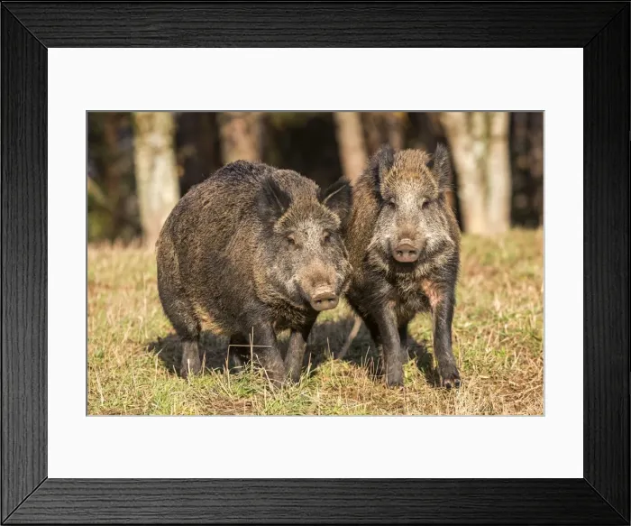 Framed Print : Picture No. 10922617 Framed Print : Picture No. 10922617